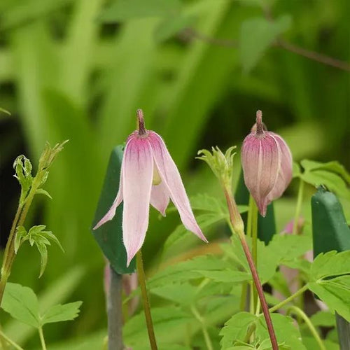 Markhams Pink Clematis Flowers in Spring