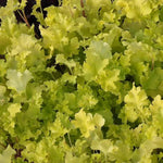 Lime Marmalade Heuchera Leaves