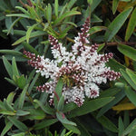 Marshmallow Hebe Flower