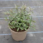 Marshmallow Hebe Plant