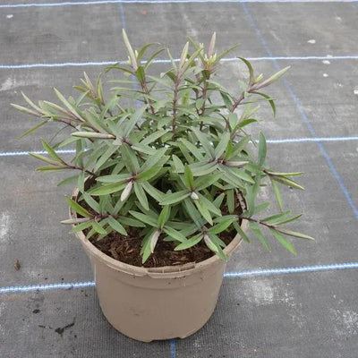 Marshmallow Hebe Plant
