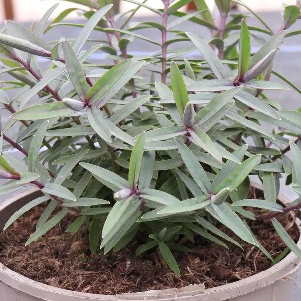 Marshmallow Hebe Plant