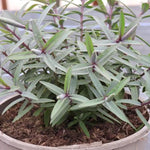 Marshmallow Hebe Plant