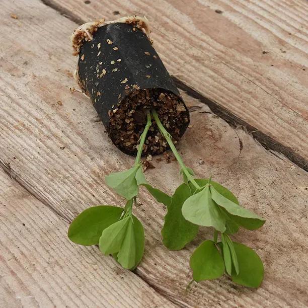 Matucana Sweet Pea Seedling in a Jumbo Plug Showing Good Root Development