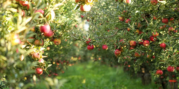 Apple trees with red apples in an orchard