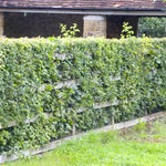 Native Conservation Hedge Collection