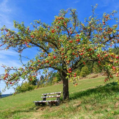 Mature Discovery Apple tree