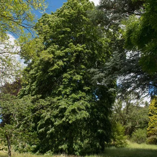 Mature Silver leaved lime tree in a park
