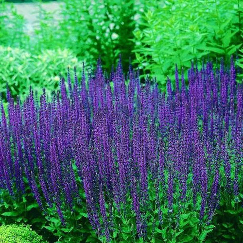 May Night Salvia Flowers