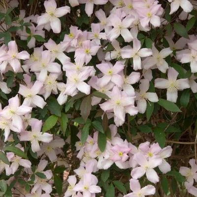 Mayleen Clematis Flowers