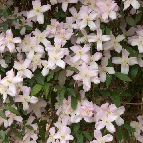 Mayleen Clematis Flowers