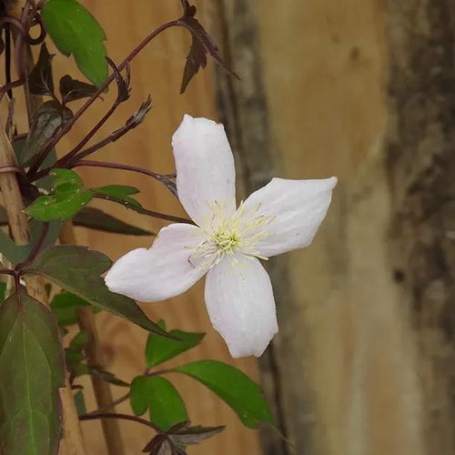 Mayleen Clematis Flower