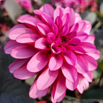 Melissa Anna Marijke Dahlia Flowers