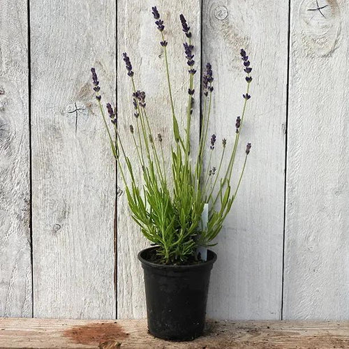 Melissa Lilac Lavender Plant in 9cm pot (P9)