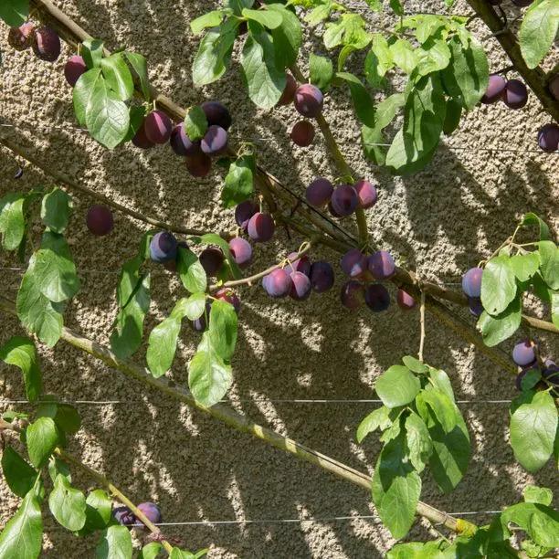 Merryweather Damsons  on the tree
