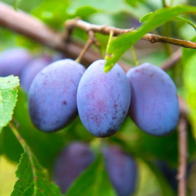 Merryweather Damsons on the tree