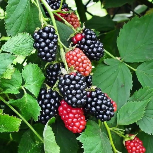 Merton Thornless Blackberries on the bush