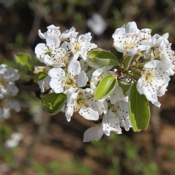 Merton Pride Pear Tree Flowers