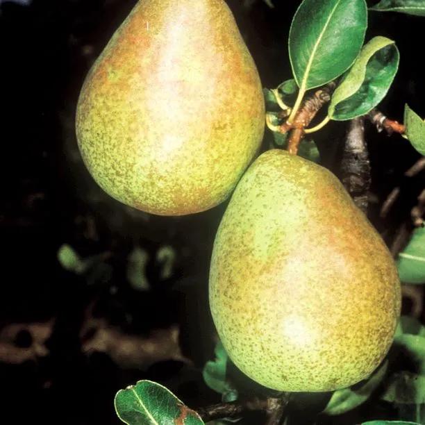 Merton Pride Pears  on the tree