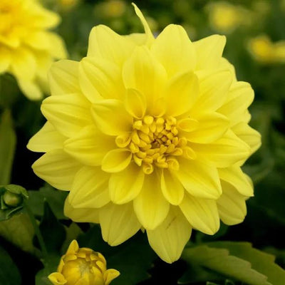 Meteorite Dahlia Flowers