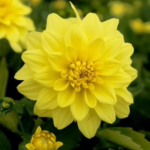 Meteorite Dahlia Flowers