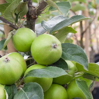 Michelin Apples on the tree