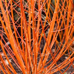 Midwinter Fire Dogwood Bark