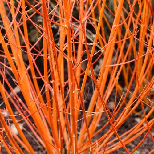 Midwinter Fire Dogwood Bark