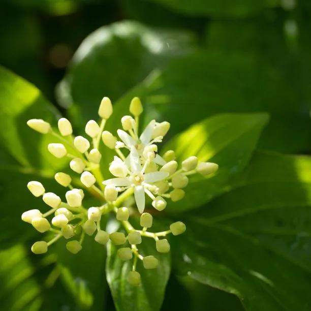 Midwinter Fire Dogwood  Flowers