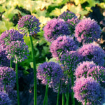 Purple allium flower blooms on long green stems, photographed outdoors against a blurred green and yellow foliage background.
