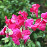Millennium Sweet Pea Flowers