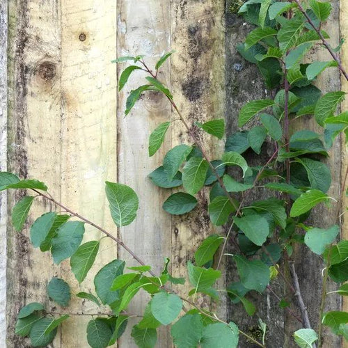 Aprimira Miracot Plum Tree Leaves