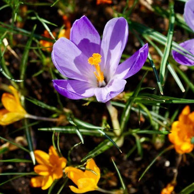 Mixed Crocus Flowers