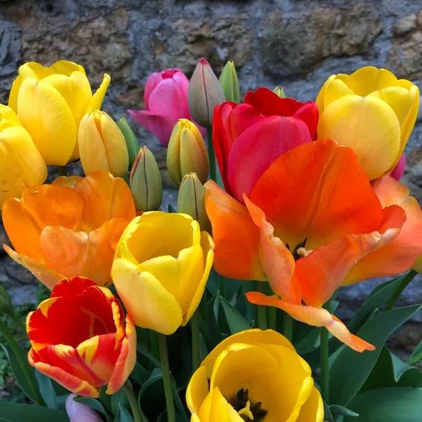 Mixed Darwin Hybrid Tulip Flowers