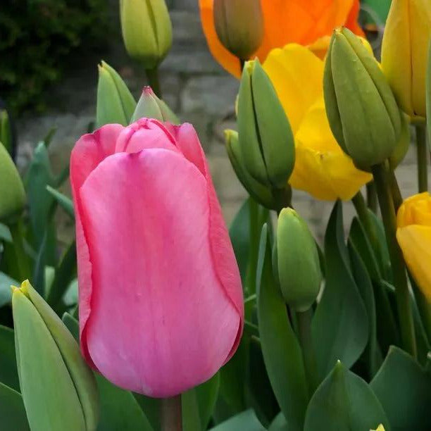 Mixed Darwin Hybrid Tulip Flowers