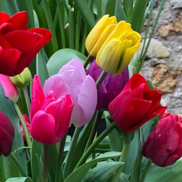 Mixed Darwin Hybrid Tulip Flowers