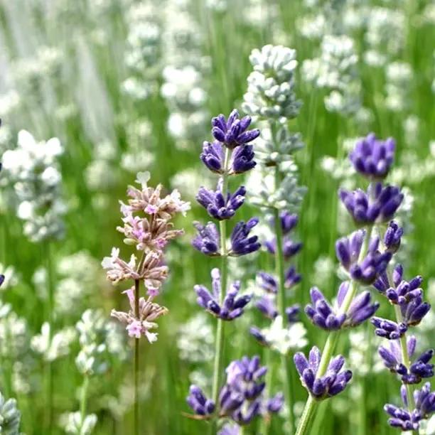 mixed lavender plants Mixed English Lavender Hedge Pack – Blue Pink & White