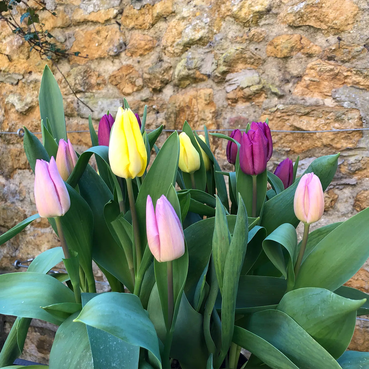 Mixed Single Tulips