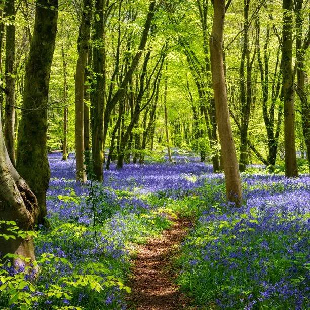 Mixed Woodland Bulb Collection: Bluebells in flower