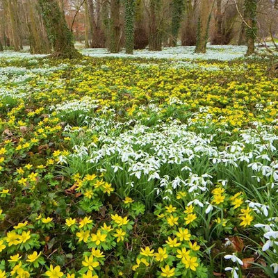Mixed Woodland Bulb Collection Flowers