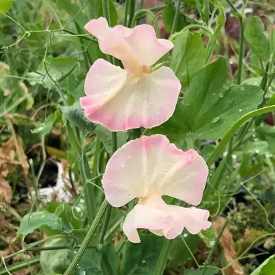 Mollie Rilstone Sweet Pea Flowers