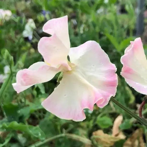Mollie Rilstone Sweet Pea Flowers