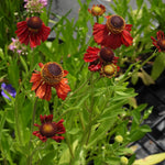 Red Helenium flowers with brown centers in a garden setting