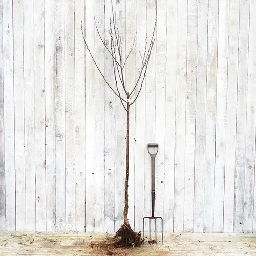 Bareroot Morello Cherry Half Standard  Tree