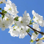 Morello Cherry Tree Flowers
