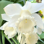 Mount Hood Daffodil Flowers
