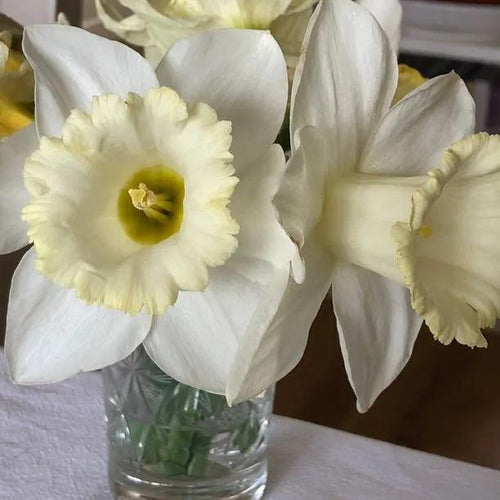 Close up of Mount Hood Daffodil Flower