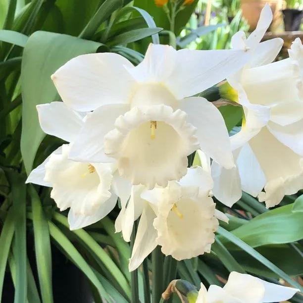 Mount Hood White Daffodil Flowers