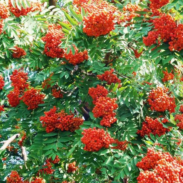 Mountain Ash Rowan Berries