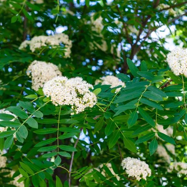 Mountain Ash Rowan Flowers